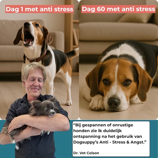 This 1:1 square ad uses a split-screen visual format to demonstrate the calming effects of an anti-stress product on dogs over a 60-day period.